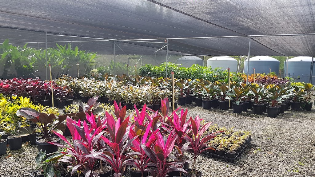 Oxford Park Nursery | 41 Chessom St, Mitchelton QLD 4053, Australia | Phone: 0405 236 218