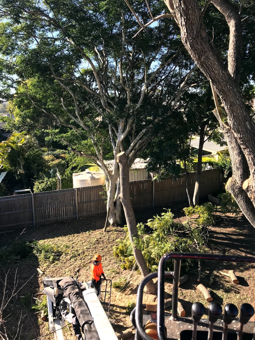 Boss Tree Services - Brisbane Tree Maintenance & Removals | 59-61 Granger Rd, Park Ridge QLD 4125, Australia | Phone: (07) 3133 3199