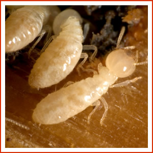 I C Bugs - Pest Control & Termite Management | 2 Walnut Cl, Hamlyn Terrace NSW 2259, Australia | Phone: 0411 556 934