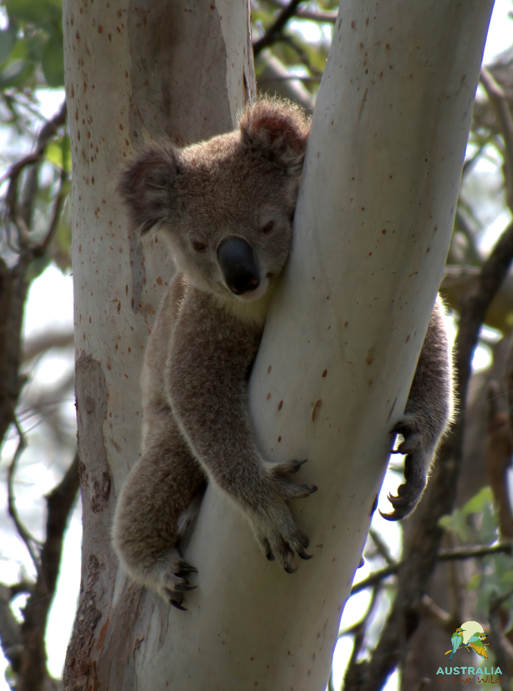 Australia in the Wild | 131a Strong Rd, Dayboro QLD 4521, Australia | Phone: 0484 692 273