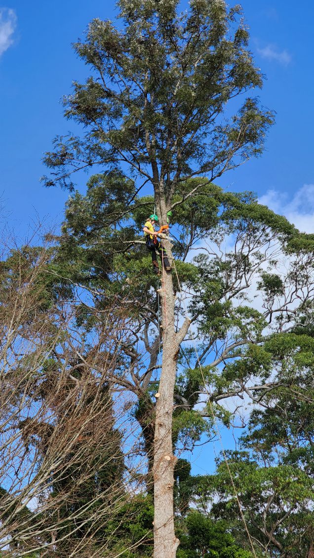 DC TREE CARE | Far Meadow NSW 2535, Australia | Phone: 0423 903 946