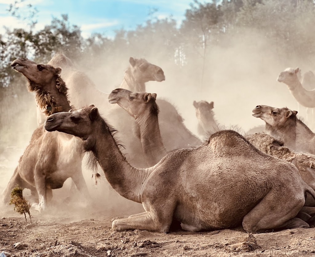 Canobolas Camels | 96 Canobolas Rd, Orange NSW 2800, Australia | Phone: 0402 999 900