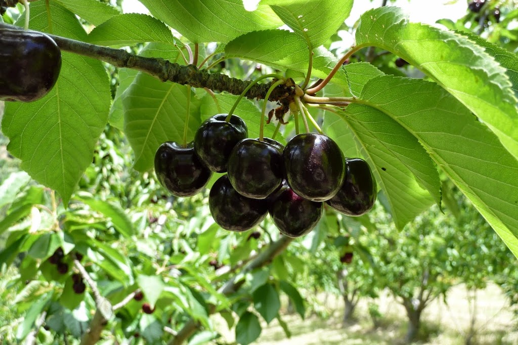 Cowlings Cherries |  | 333 Old Norton Summit Rd, Norton Summit SA 5136, Australia | 0883901657 OR +61 8 8390 1657