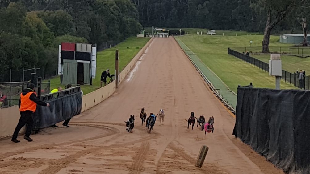 Healesville Greyhound Association | stadium | 263 Don Rd, Healesville VIC 3777, Australia | 0359622420 OR +61 3 5962 2420