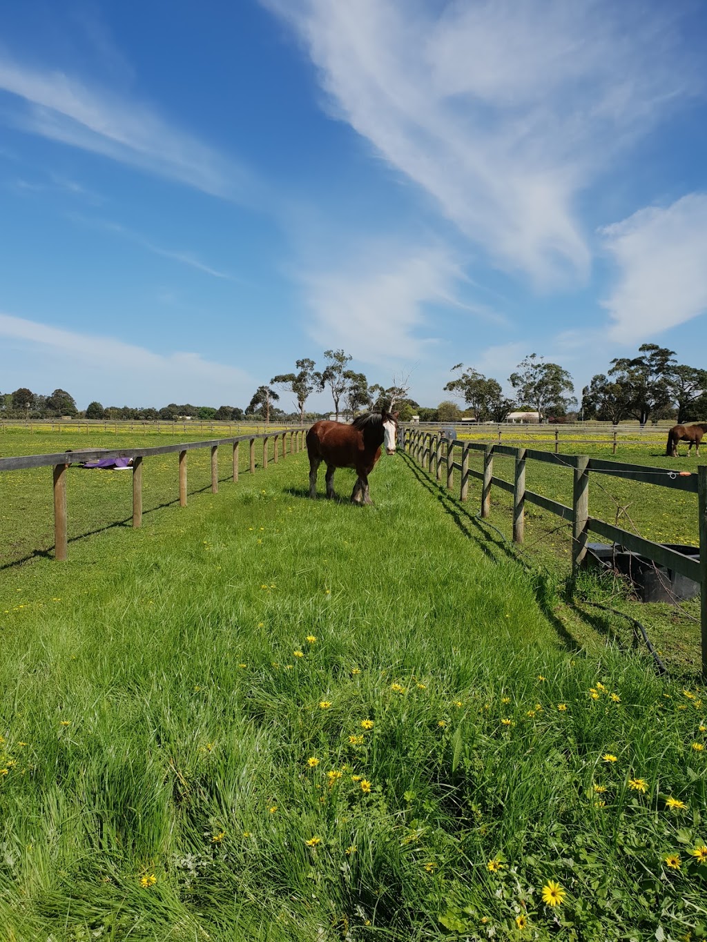 The Meadows Stables |  | 740 Main Drain Rd S, Koo Wee Rup North VIC 3981, Australia | 0359977415 OR +61 3 5997 7415