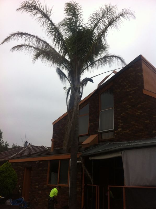 Small tree removals | 98 Oakbank Blvd, Whittlesea VIC 3757, Australia | Phone: 0416 695 138