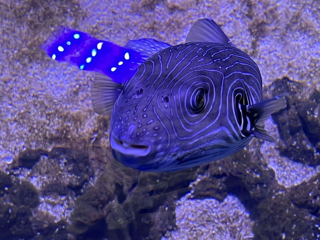 Ocean Park Aquarium | 1 Ocean Park Rd, Shark Bay WA 6537, Australia | Phone: (08) 9948 1765