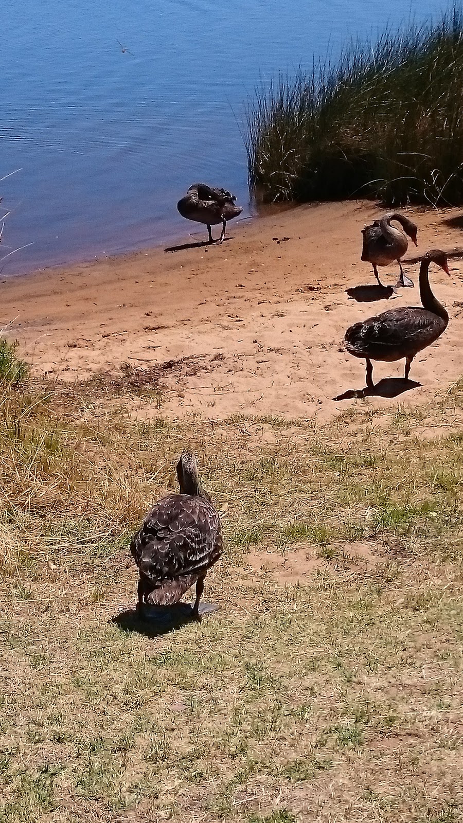 Leschenault Waterways Discovery Centre & Jetty Walk | 187 Old Coast Rd, Australind WA 6233, Australia | Phone: (08) 9796 0122