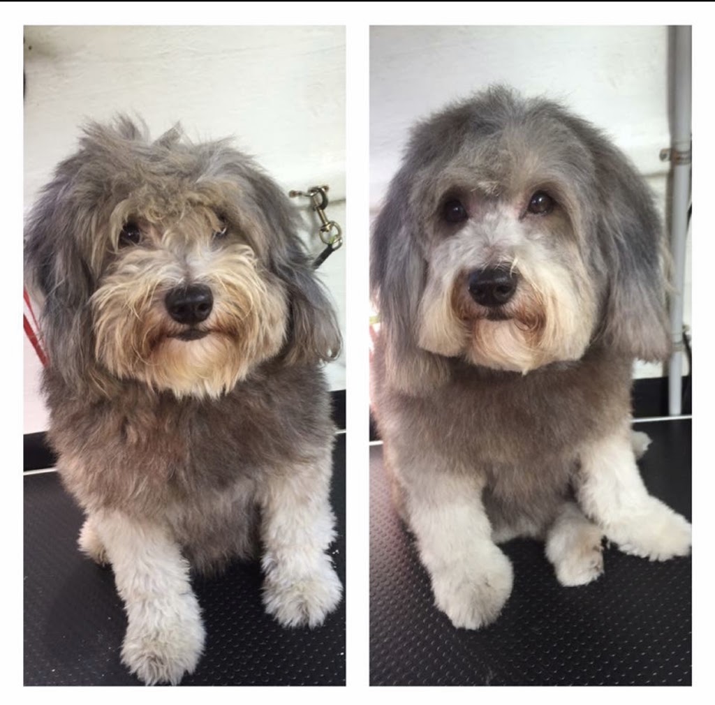 Groomie - Mobile Dog Grooming Salon | 1 Lakeview Dr, Cranebrook NSW 2749, Australia | Phone: 0490 675 409