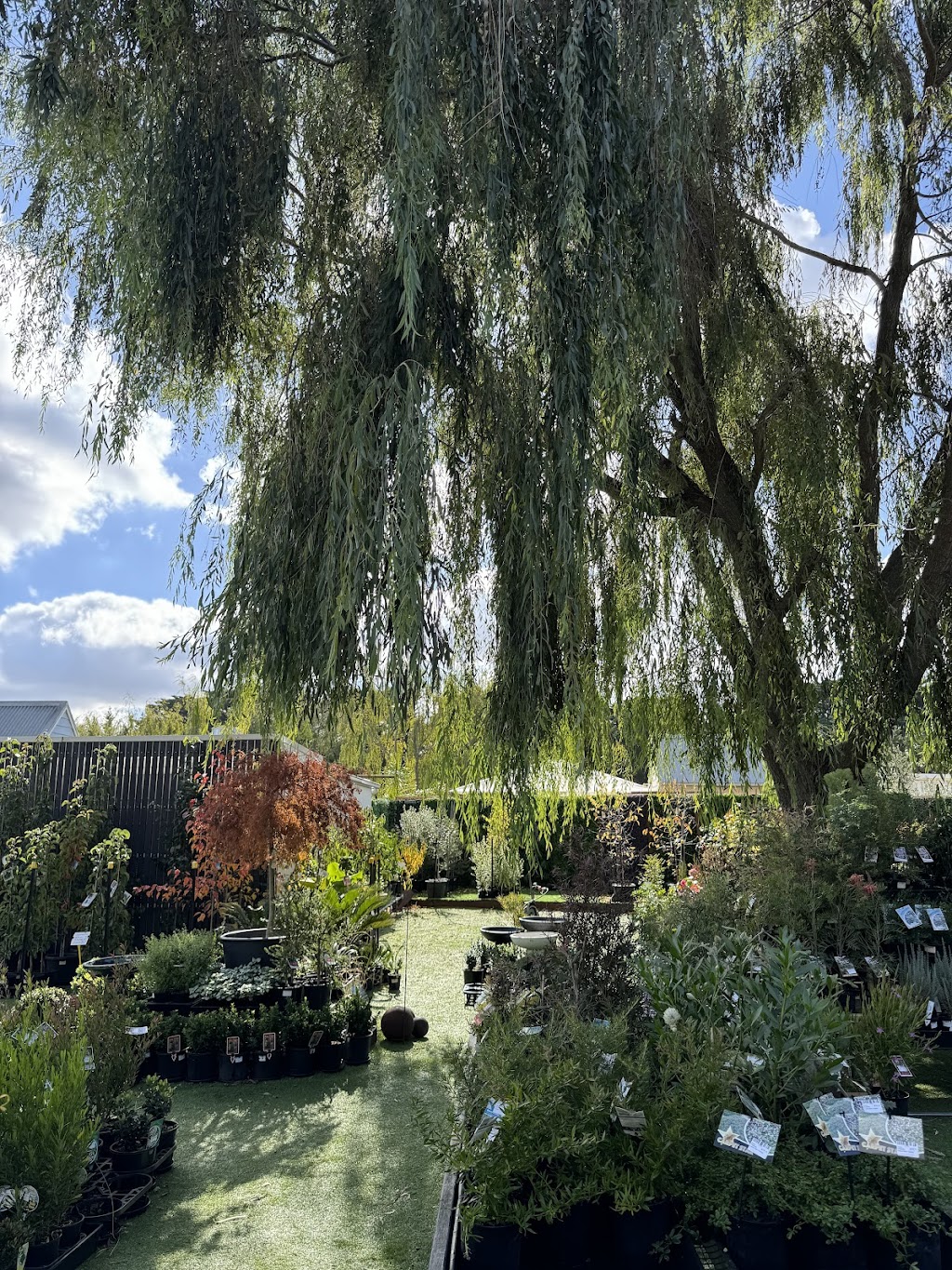 The Beach Willow Nursery & cafe | 1135 Surf Coast Hwy, Mount Duneed VIC 3217, Australia | Phone: 0413 345 574
