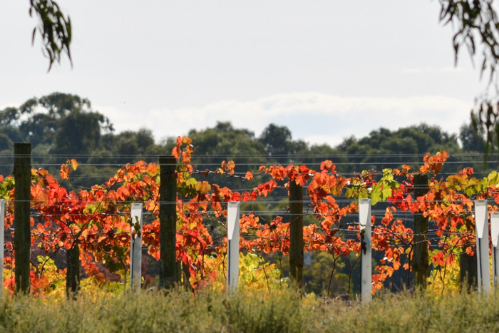 Barham Vines | food | 62 Riverview Drive, Barham NSW 2732, Australia | 0428768091 OR +61 428 768 091