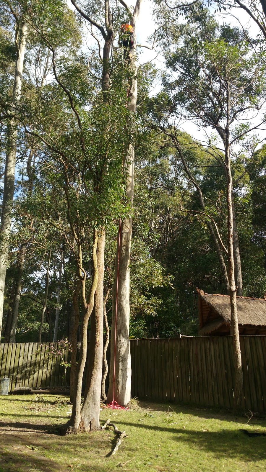 Ninja Stump Grinding | park | Goundry St, newcastle NSW 2290, Australia | 0432695430 OR +61 432 695 430