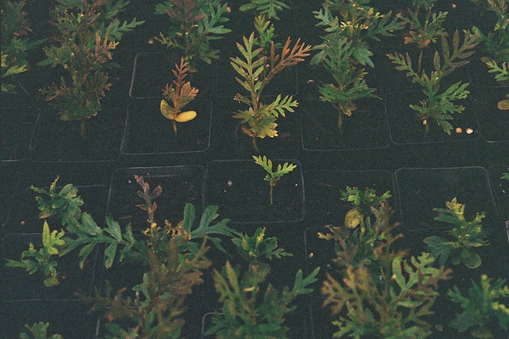 Dalpura Farm | 15 Thielemanns Rd, Gherang VIC 3240, Australia | Phone: 0407 652 554