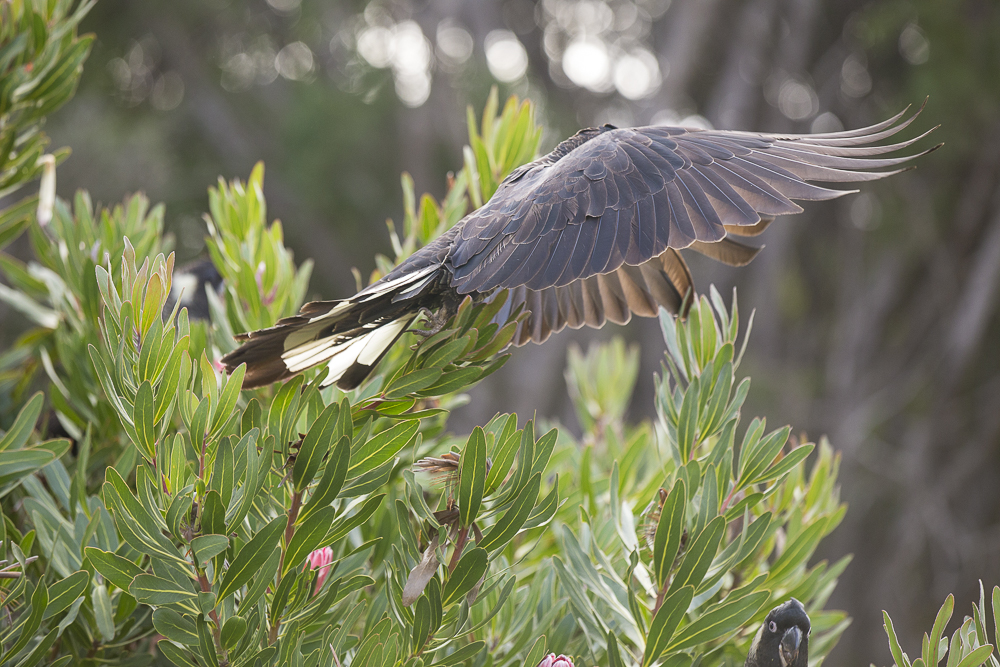 McLeod Tours | 6036 Caves Rd, Margaret River WA 6285, Australia | Phone: (08) 9757 2747