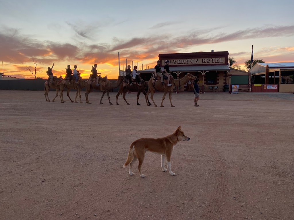 Silverton Outback Camels | tourist attraction | 1939 Silverton Rd, Silverton NSW 2880, Australia | 0428602664 OR +61 428 602 664