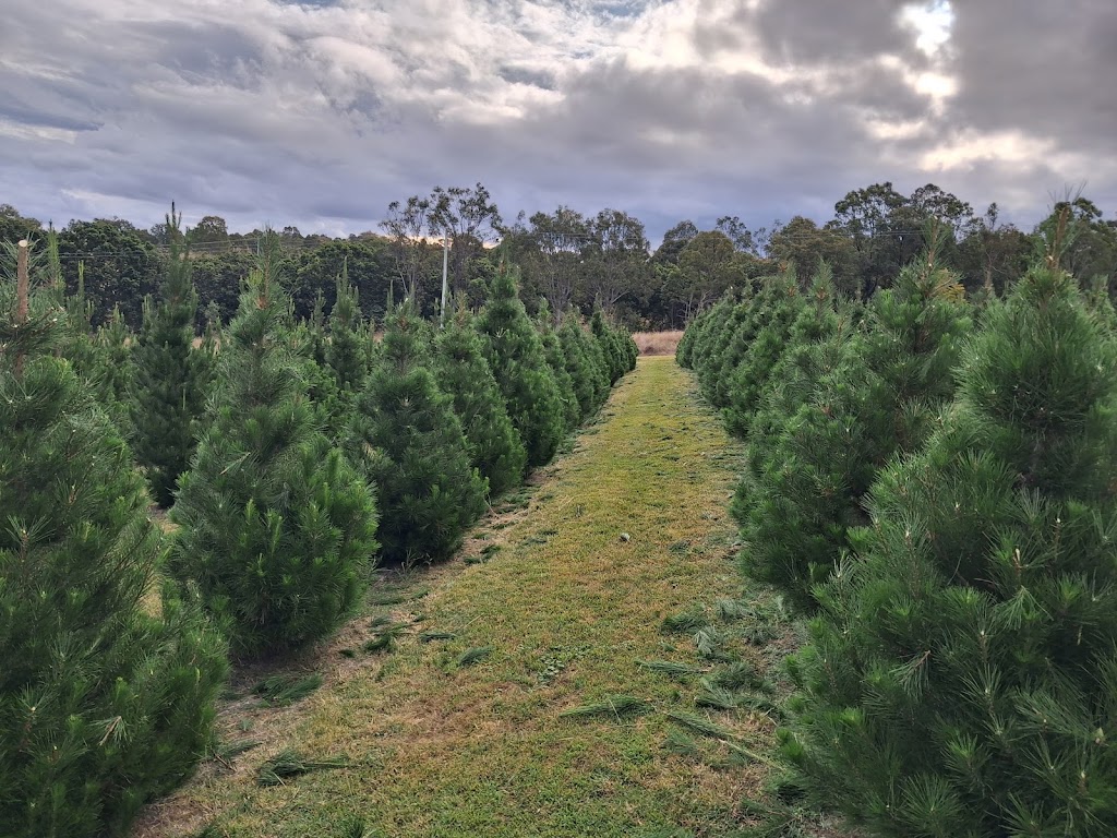 Brisbane Valley Christmas Tree Farm | Hamiltons Ln, Mount Beppo QLD 4313, Australia | Phone: 0409 671 136