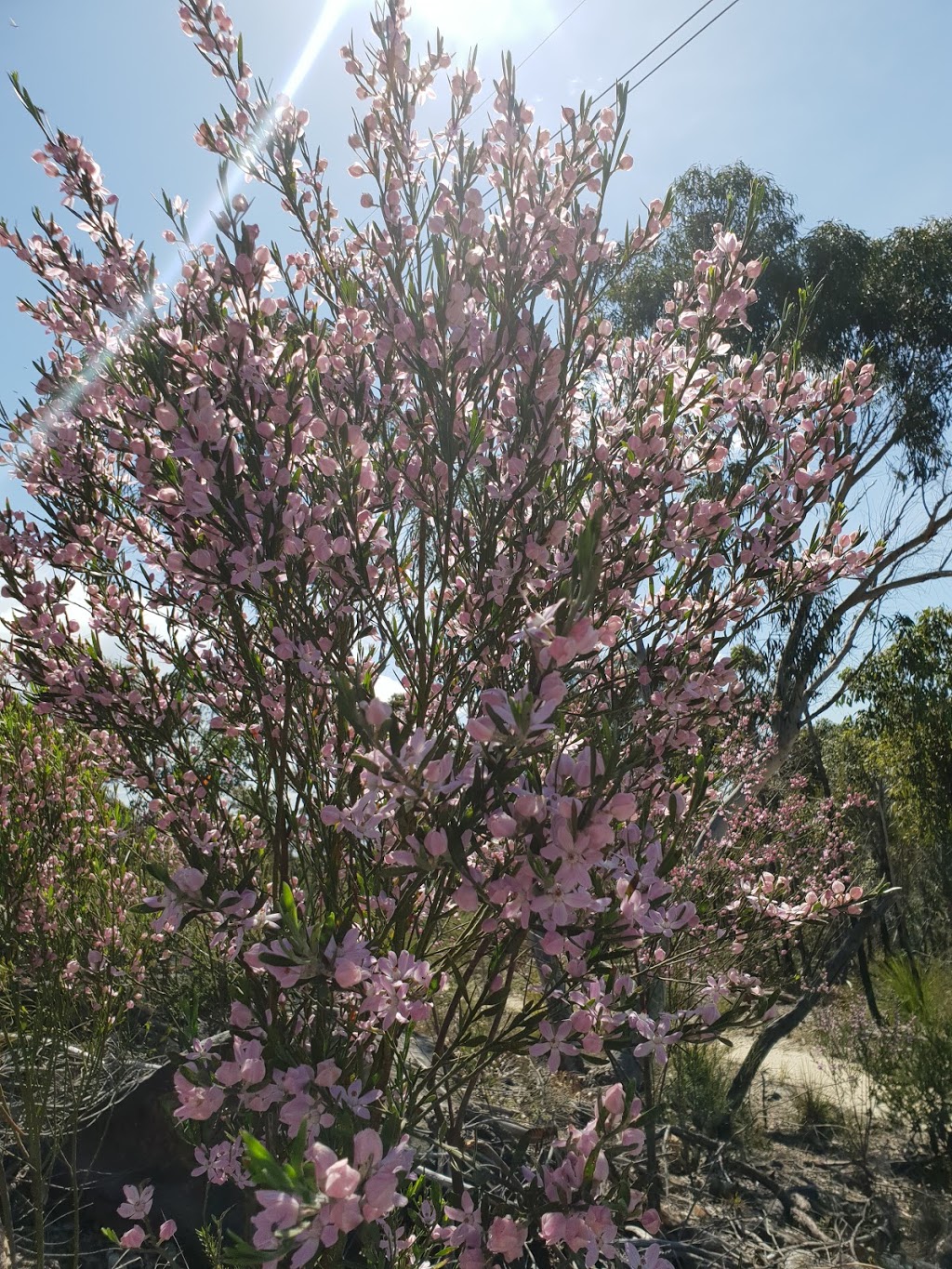 Lamberts Clearing | park | St. Ives NSW 2075, Australia