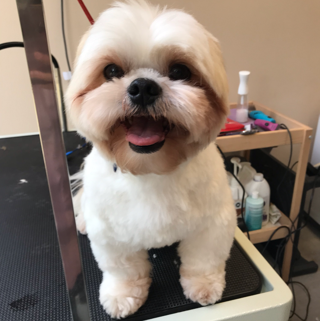 My Furry Tails Dog Grooming Studio |  | 67 Killeaton St, St Ives NSW 2075, Australia | 0422611035 OR +61 422 611 035