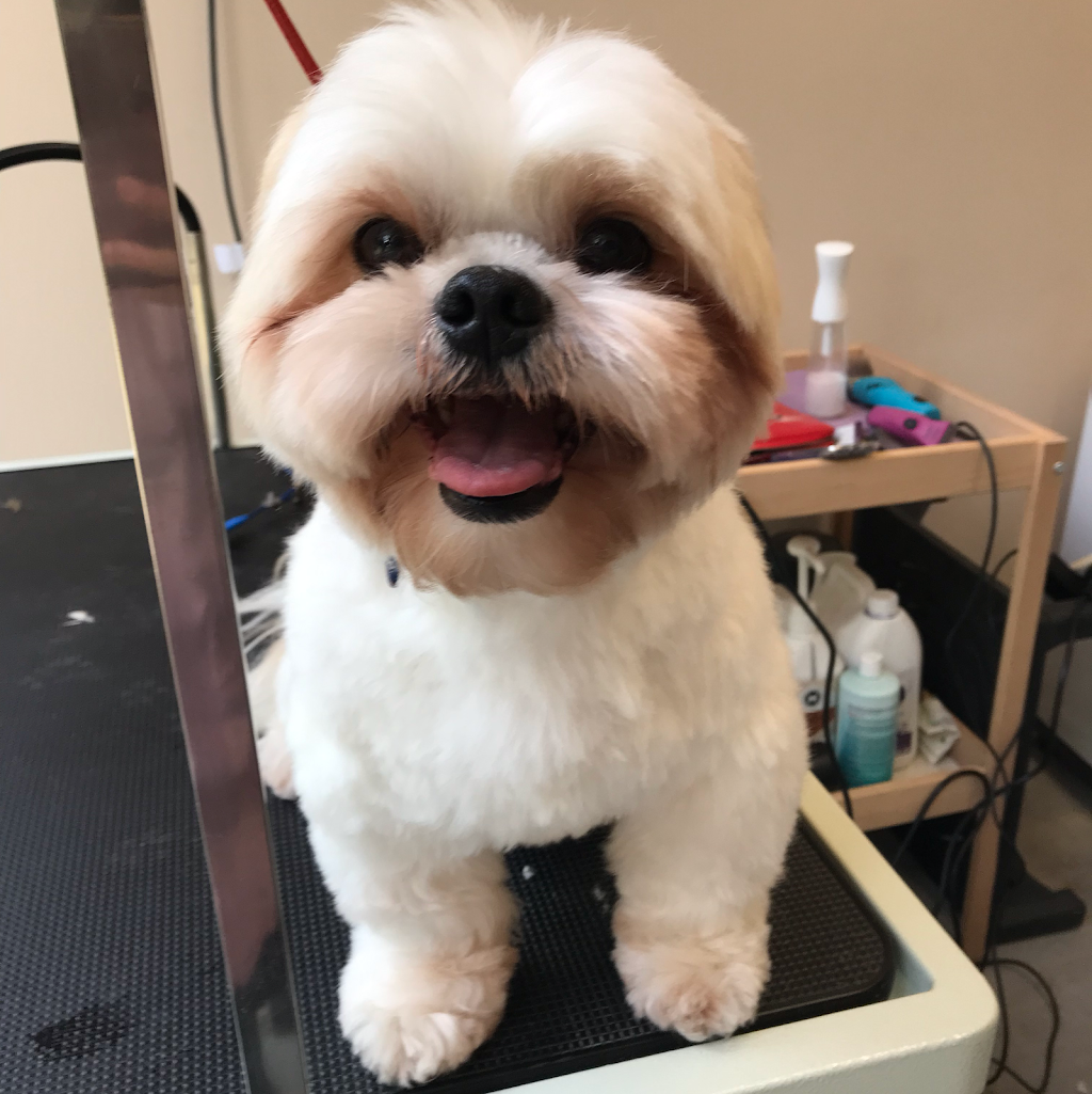 My Furry Tails Dog Grooming Studio | 67 Killeaton St, St Ives NSW 2075, Australia | Phone: 0422 611 035