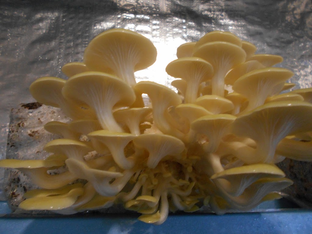 Fraser Bay Mushrooms |  | 56 Marco Polo Dr, Cooloola Cove QLD 4580, Australia | 0497112753 OR +61 497 112 753