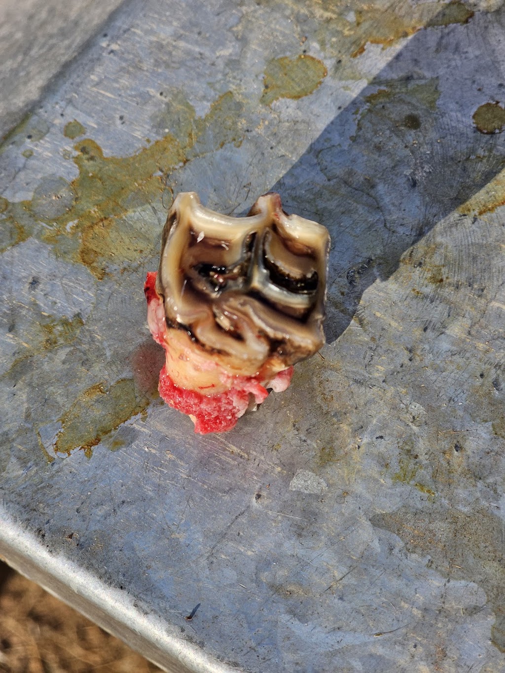 Murray Valley Equine Dental Vet | 22 Tinklers Rd, Picola VIC 3639, Australia | Phone: 0408 237 581