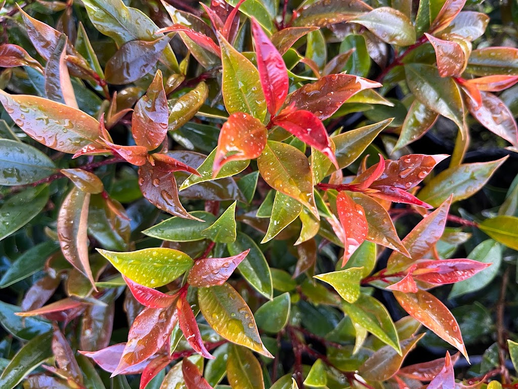 Bambra Native Plants | 85 Draytons Rd, Bambra VIC 3241, Australia | Phone: 0407 101 516