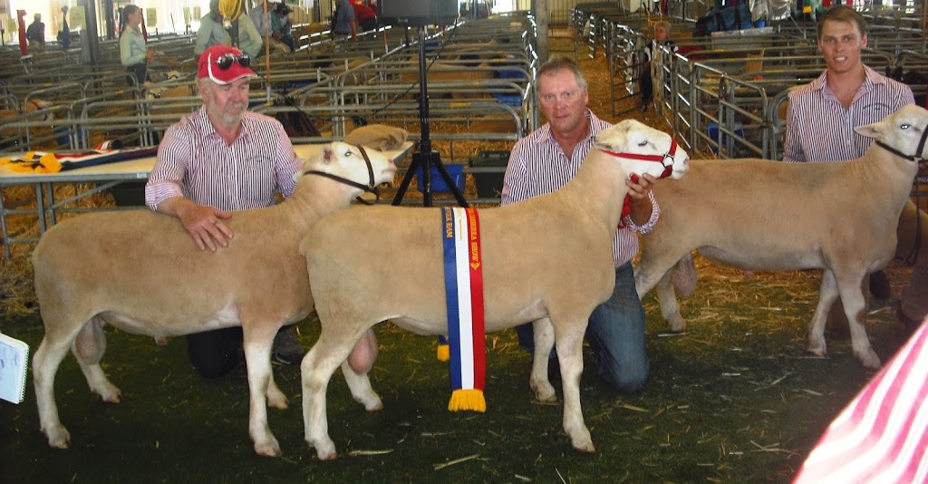 Rocdell White Suffolks | 239 Reids Flat Rd, Bigga NSW 2583, Australia | Phone: (02) 4835 2377