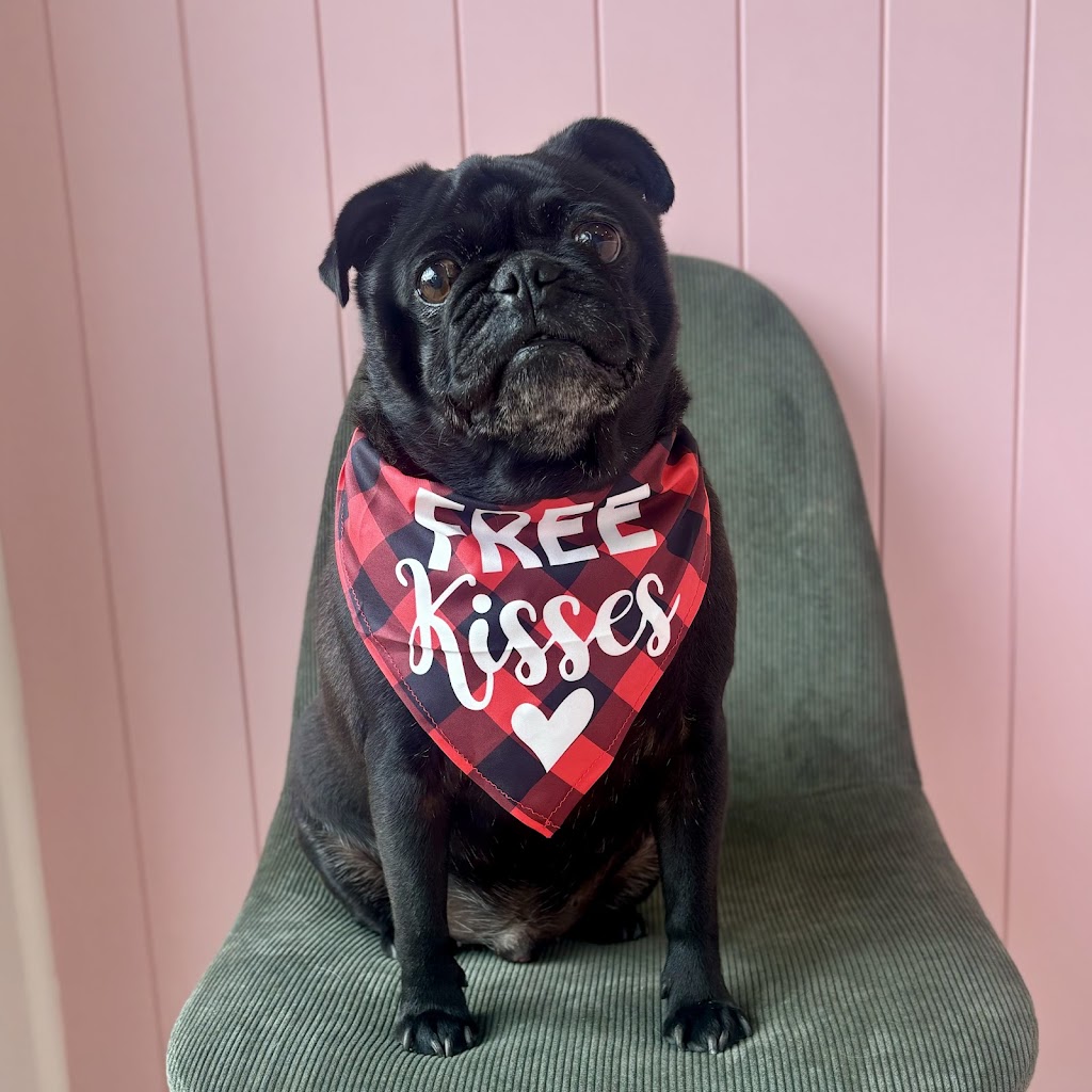 Puppy Love Dog Grooming | 15 Honeybee Cres, Calderwood NSW 2527, Australia | Phone: 0468 921 883