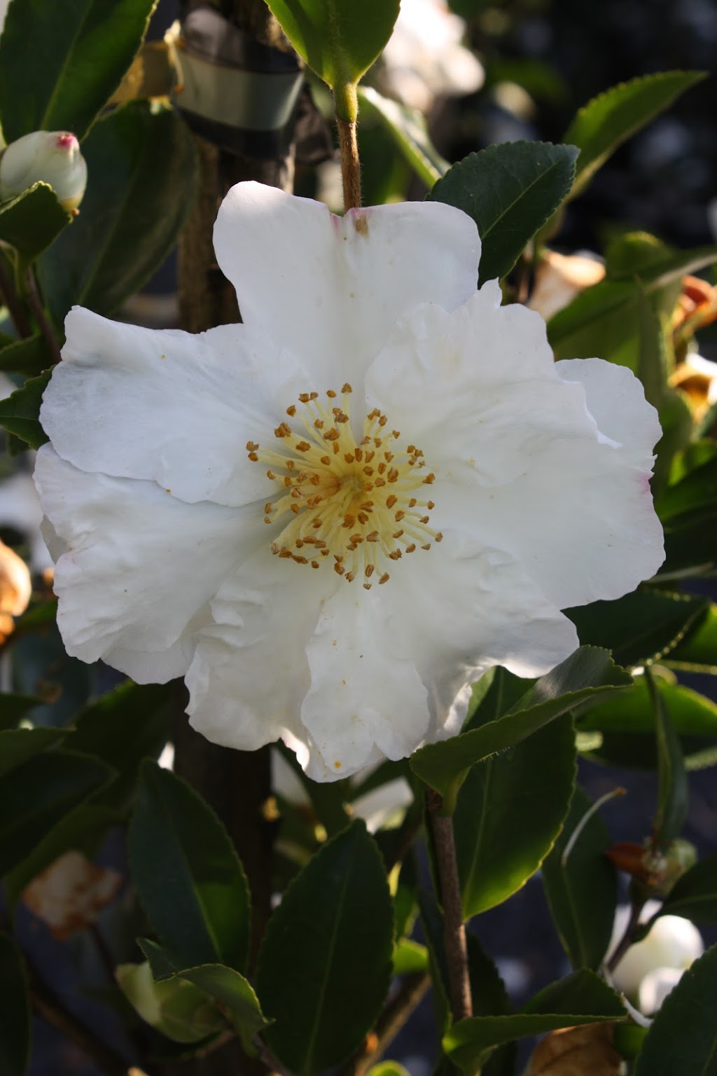 Rhodo Glen Nurseries - Camellia Grower | 6 Georges Rd, The Patch VIC 3792, Australia | Phone: (03) 9756 6245