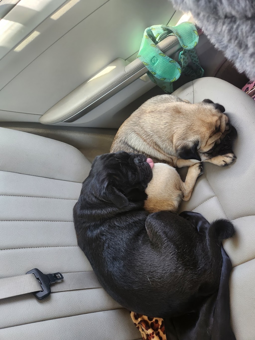 Kazzablanka Kennels and Kattery | Heritage Rd, Rubyvale QLD 4702, Australia | Phone: 0424 671 511