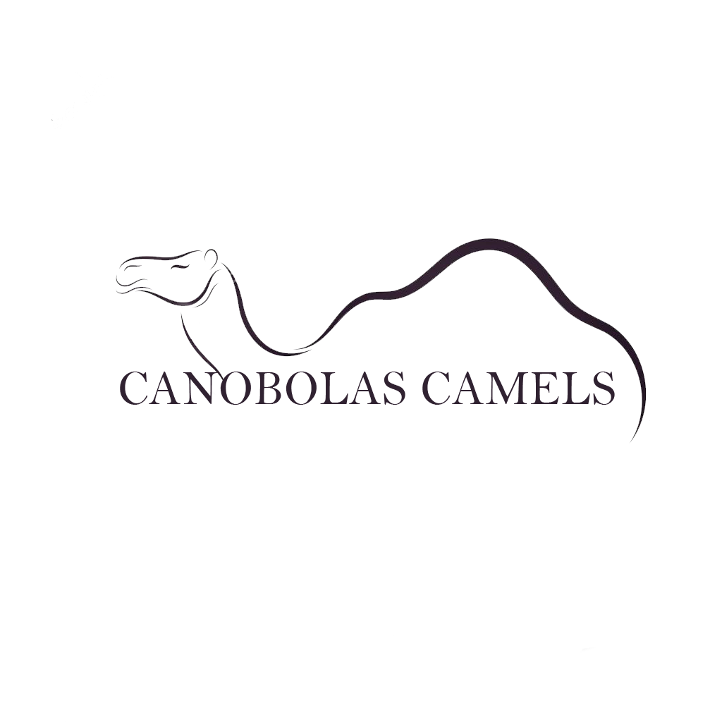 Canobolas Camels | 96 Canobolas Rd, Orange NSW 2800, Australia | Phone: 0402 999 900