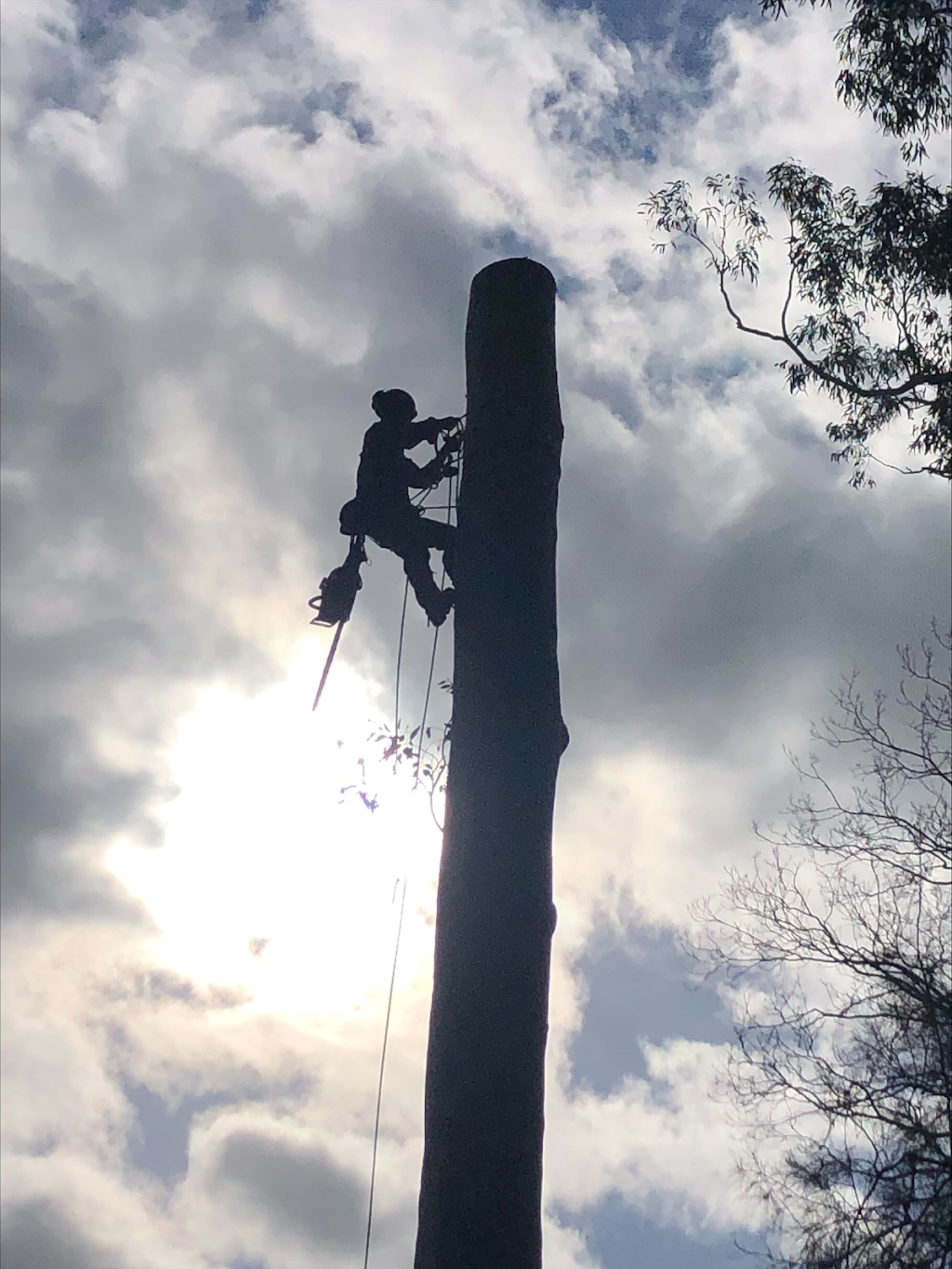 CB TREE SERVICES PTY LTD | 18 Boronia Rd, Bullaburra NSW 2784, Australia | Phone: 0458 052 658