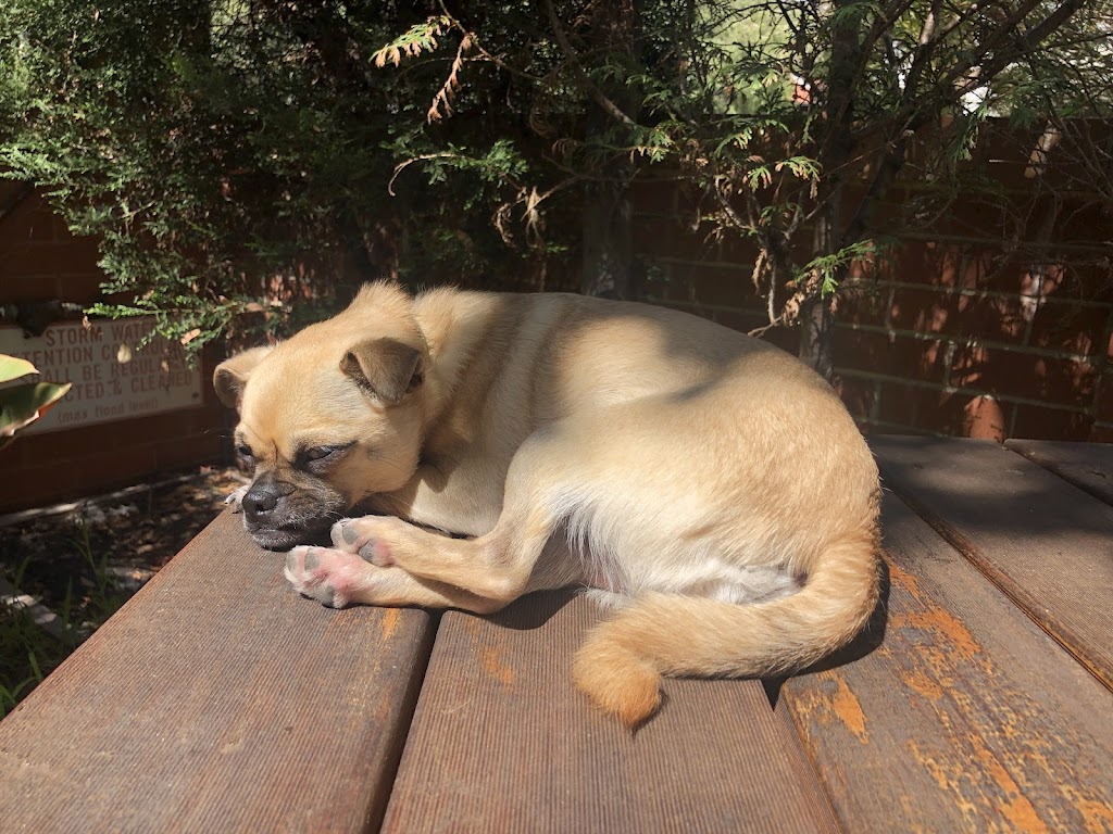 Little Woofs Doggy Daycare | 611b Wisemans Ferry Rd, Somersby NSW 2250, Australia | Phone: 0424 368 770