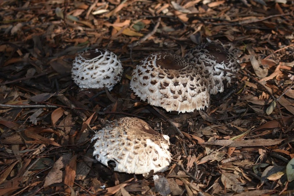 Bushy Creek Trail | Unnamed Road, Box Hill North VIC 3129, Australia