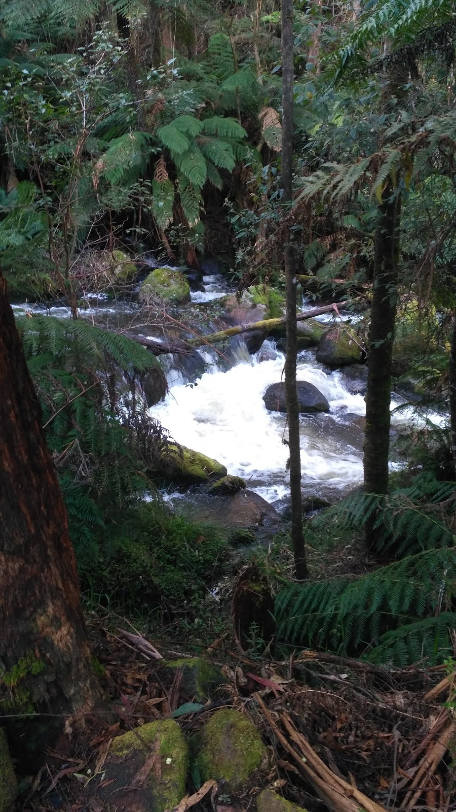 Toorongo Falls Reserve | park | 640 Toorongo Valley Rd, Noojee VIC 3833, Australia | 0356242411 OR +61 3 5624 2411