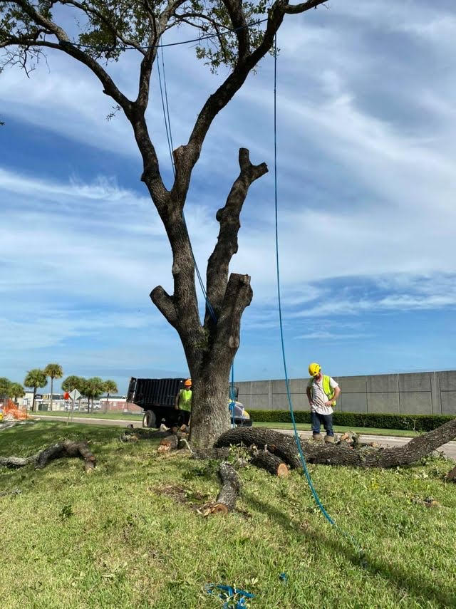 Canberra Tree Service | 31 Musgrave St, Yarralumla ACT 2600, Australia | Phone: (02) 6105 9997