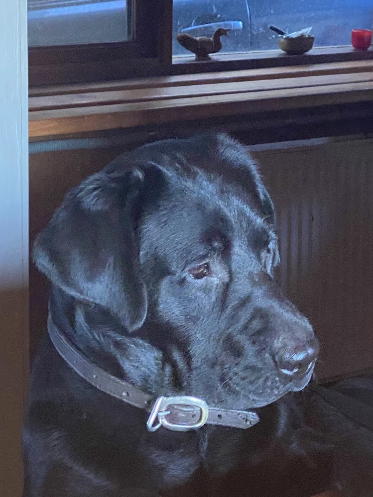 Dunglen Labradors | 143 Back Creek Rd, Sunny Corner NSW 2795, Australia | Phone: 0404 472 265
