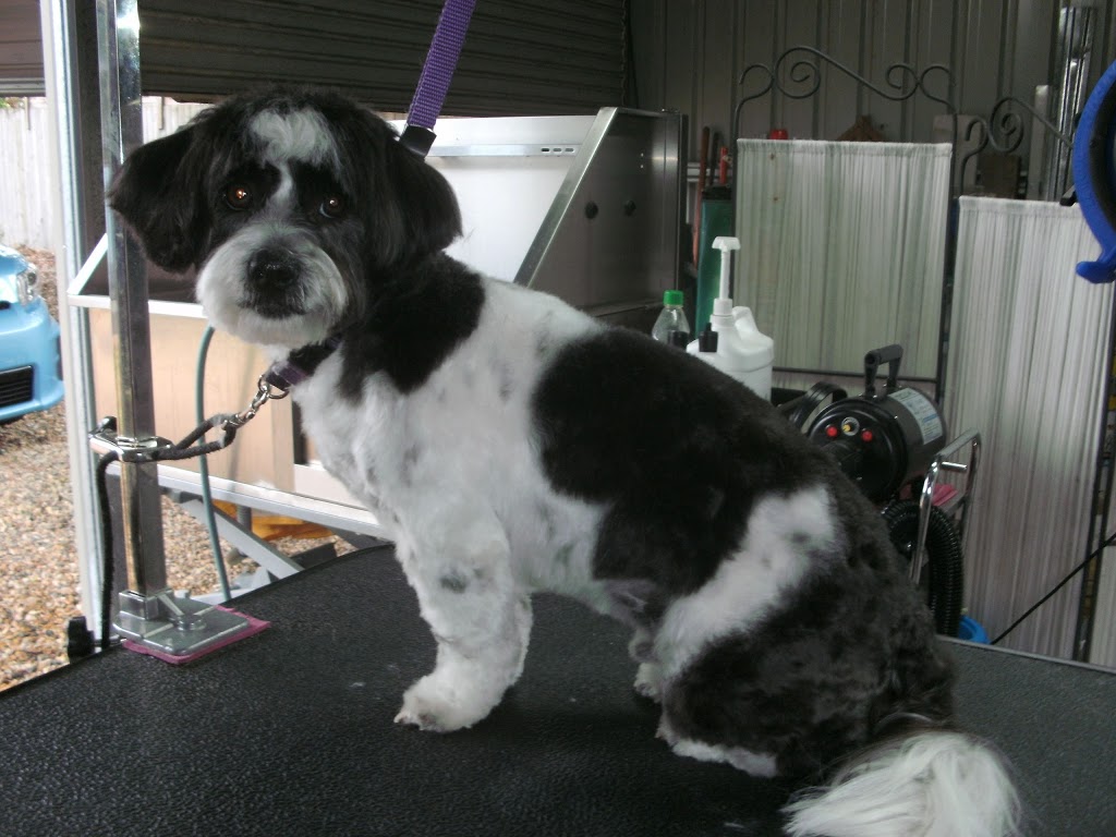 Pawz A While Dog Grooming |  | 12 Lachlan Cres, Beerwah QLD 4519, Australia | 0754390080 OR +61 7 5439 0080