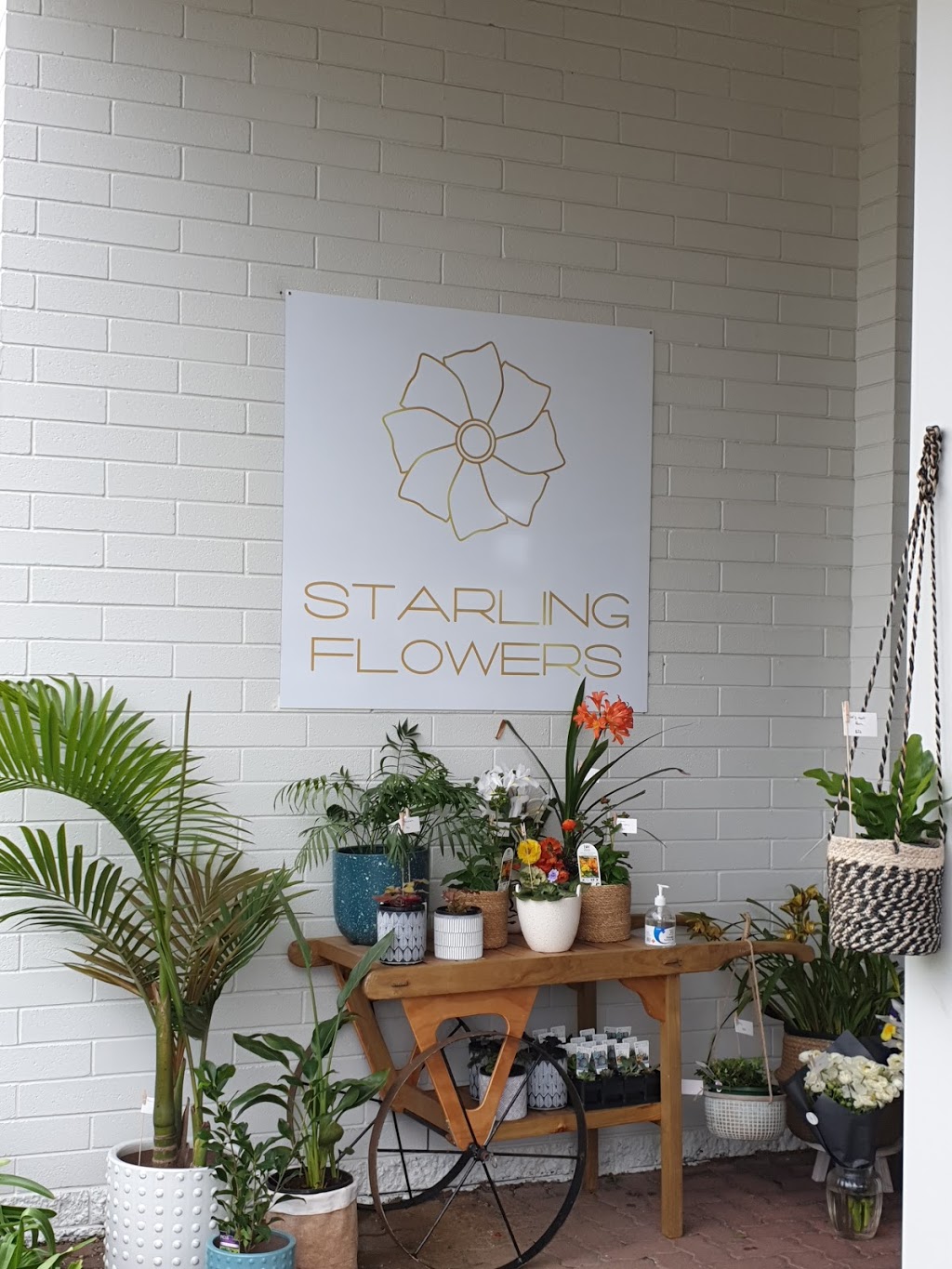 Starling Flowers | 25 Victoria St, Robe SA 5275, Australia | Phone: 0415 223 173