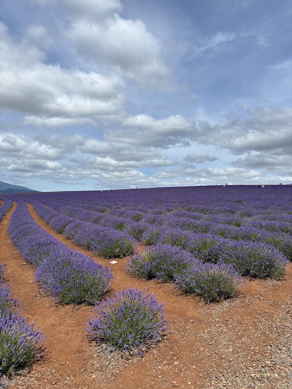 Bridestowe Lavender Farm | 296 Gillespies Rd, Nabowla TAS 7260, Australia | Phone: (03) 6352 8182