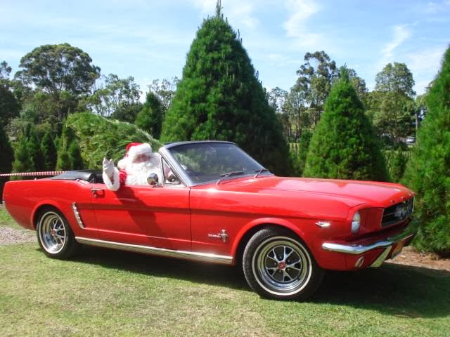 Dural Christmas Tree Farm | 879 Old Northern Rd, Dural NSW 2158, Australia | Phone: (02) 9651 1010