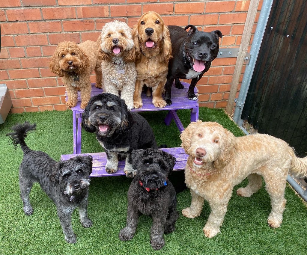 DogTown Grooming & Day Care | 650 South Rd, Moorabbin VIC 3189, Australia | Phone: 0449 894 332