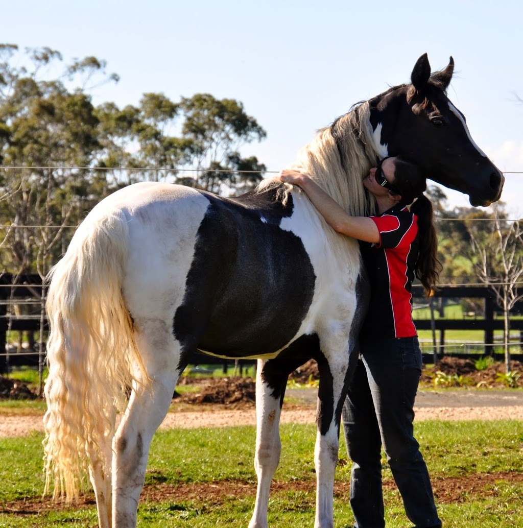 South Serenity Arabians | 285 Gehreys Ln, Kilmore VIC 3764, Australia | Phone: 0418 360 636