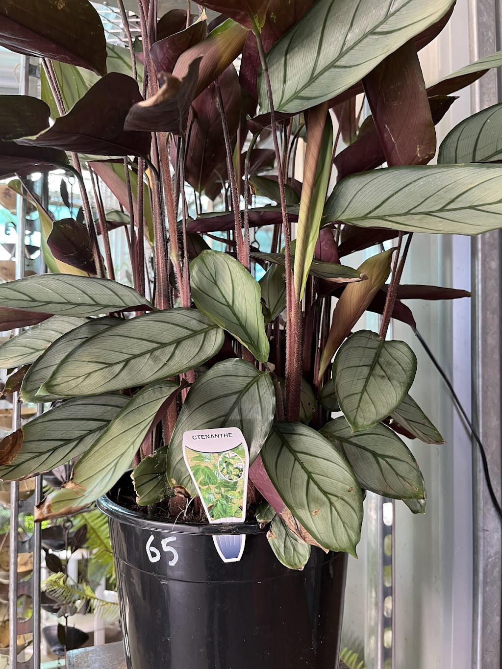 sandras nursery | 141 Witt St, Benalla VIC 3672, Australia | Phone: 0417 315 726