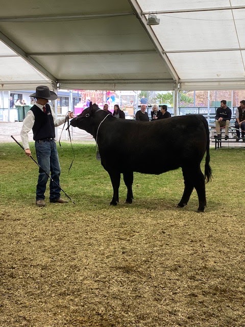 Tooloomba Angus | 72 Laubes Rd, Springton SA 5235, Australia | Phone: 0467 581 063