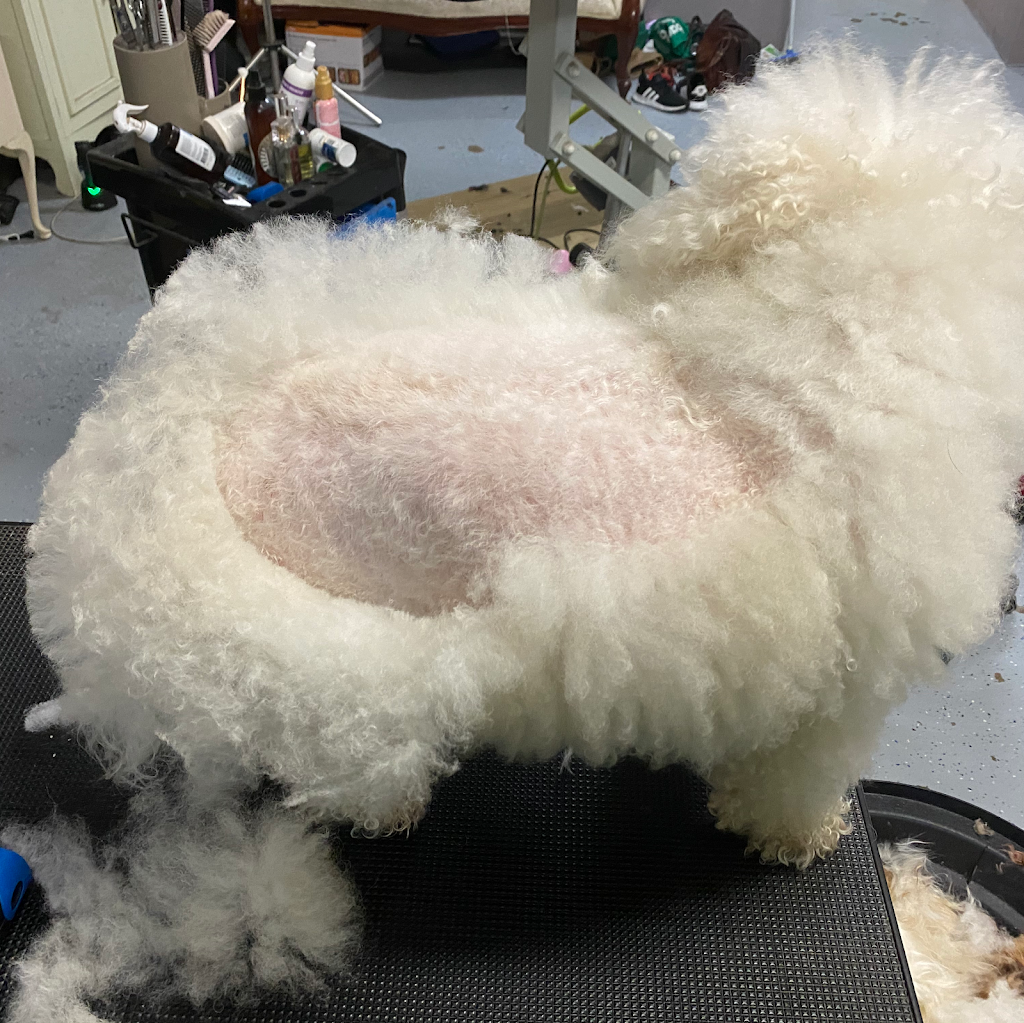 Shear Elegance Pet Styling | Shop 4/8 Harwood St, Seven Hills NSW 2147, Australia | Phone: 0406 279 432