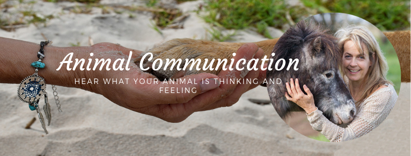 Animal Communication with Dagmar | 18 Martin Rd, Yankalilla SA 5203, Australia | Phone: 0439 821 047