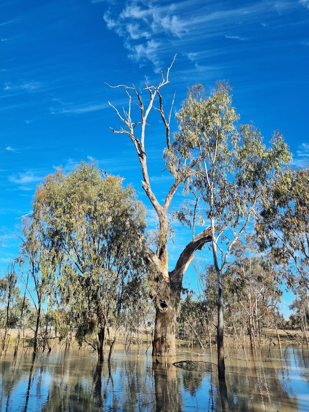 Allambie’s Camp | 299 Janbeth Rd, Bourke NSW 2840, Australia | Phone: 0423 597 320