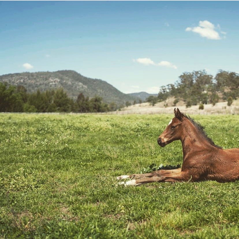 Burke Bloodstock | 1951 Martindale Rd, Martindale NSW 2328, Australia | Phone: 0433 492 727