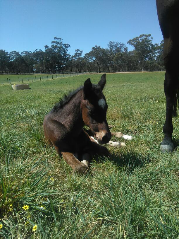 Yarran Thoroughbreds | 1330 Northwood Rd, Seymour VIC 3660, Australia | Phone: 0459 136 778